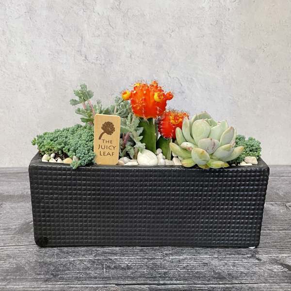 Succulent arrangement in a black rectangular planter with bright orange cactus blooms