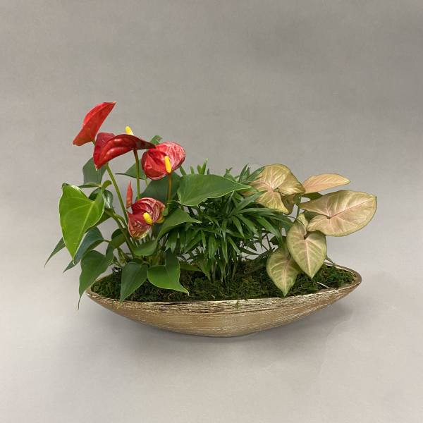 Tropical plant arrangement with red anthuriums in a gold boat-shaped planter
