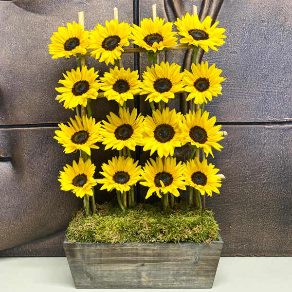 Sunflower arrangement in a rectangular wooden planter with moss