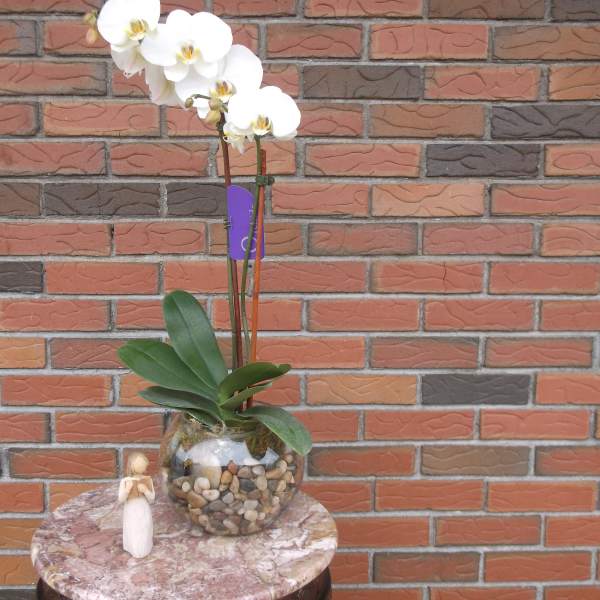 White orchid plant in a glass bowl with pebbles