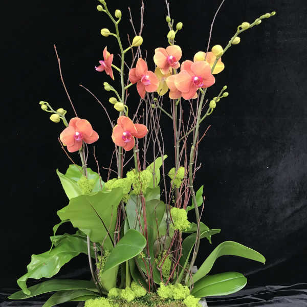 Tall orchid arrangement in a rectangular planter with bright green accents