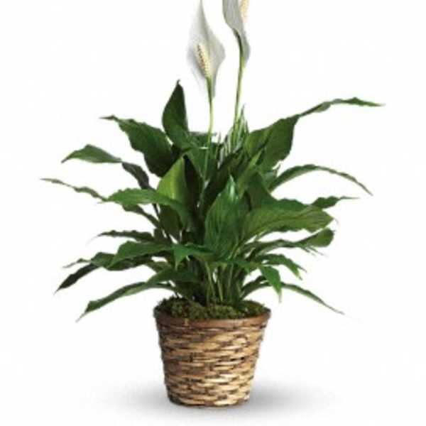Potted peace lily plant in a woven basket planter