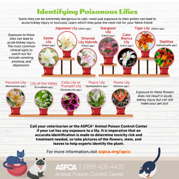 Infographic about poisonous lilies with labeled flower examples and cats