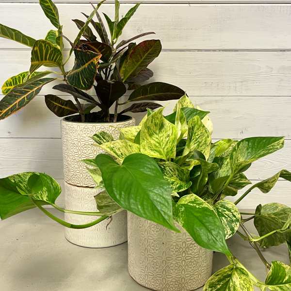 Two potted houseplants with variegated leaves in decorative ceramic pots