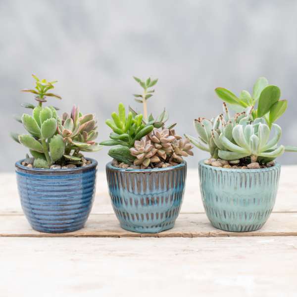 Three small potted succulent arrangements in blue ceramic pots