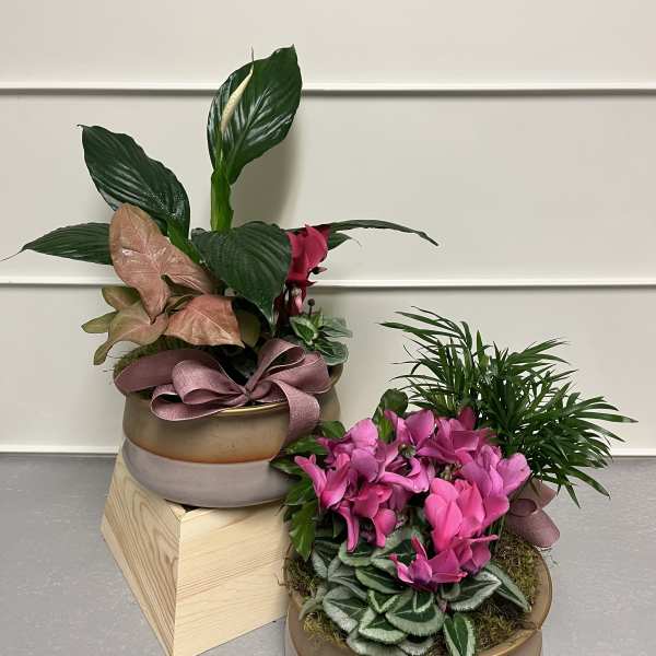 Two potted plant arrangements, one with pink flowers and one with mixed foliage