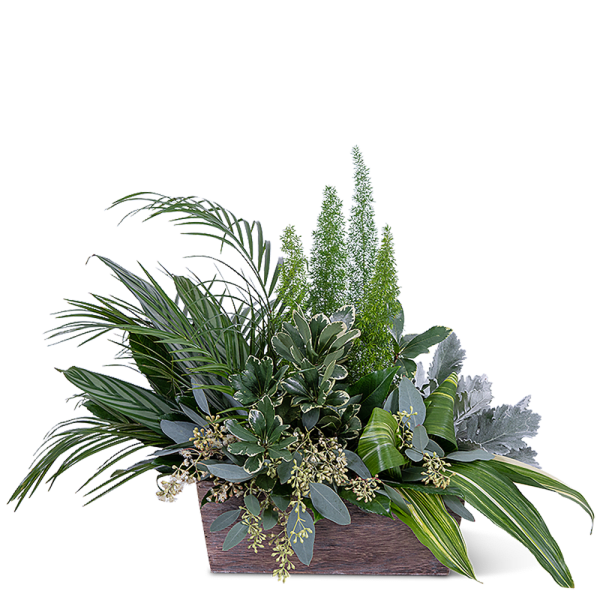 Green foliage arrangement in a rectangular wooden planter