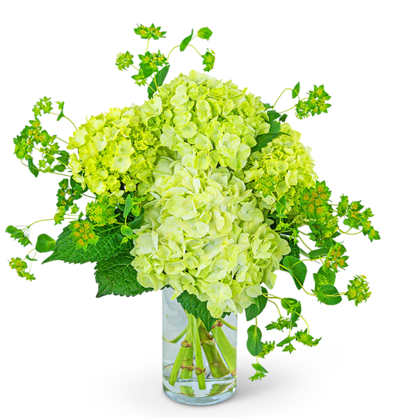 Lime-green hydrangea arrangement in a clear glass vase