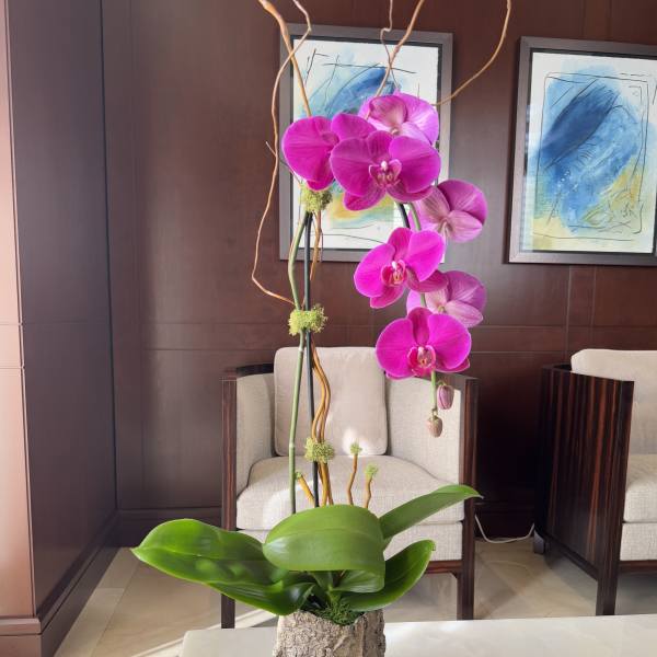 Tall orchid arrangement in a textured stone vase