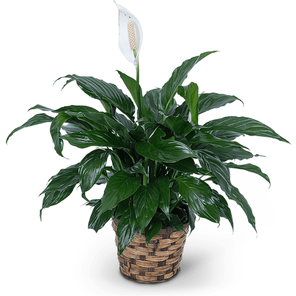 Potted peace lily plant with a white bloom in a woven basket