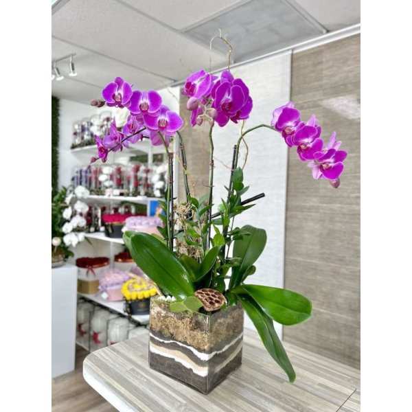 Pink phalaenopsis orchid plant in a square glass planter with layered soil on a table