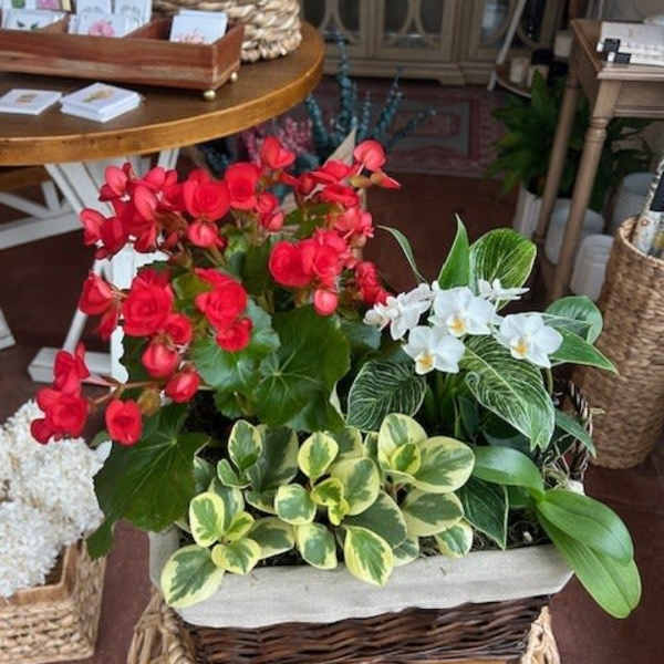 Basket arrangement with red and white flowers and variegated foliage
