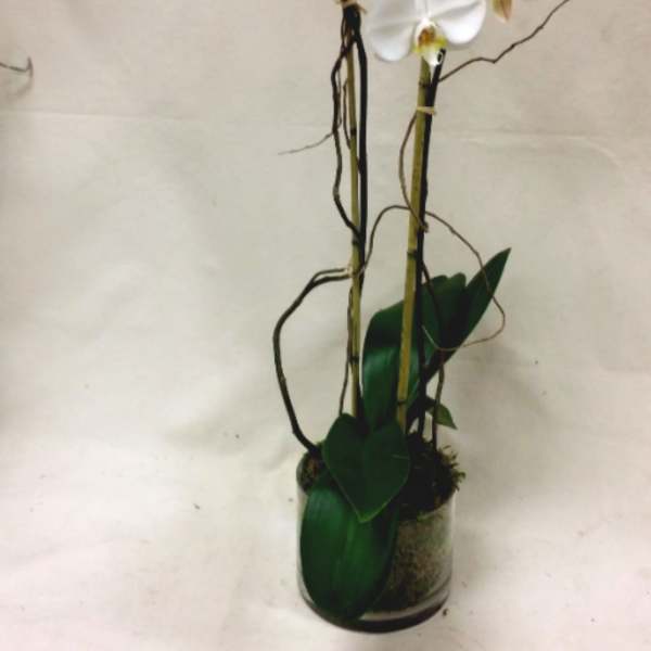 White orchids in a glass vase with dark curly branches