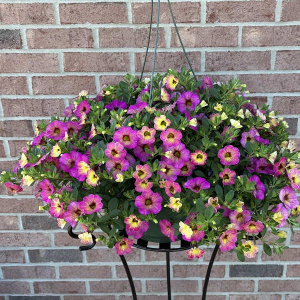 Captivating Calibrochoa