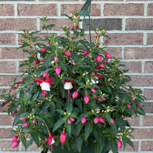 "Pink-alicious" Fuchsia