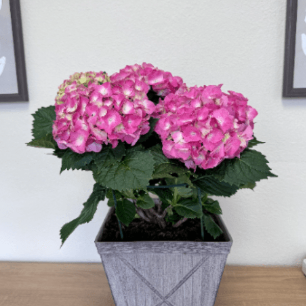 Hydrangea Plant- Pink
