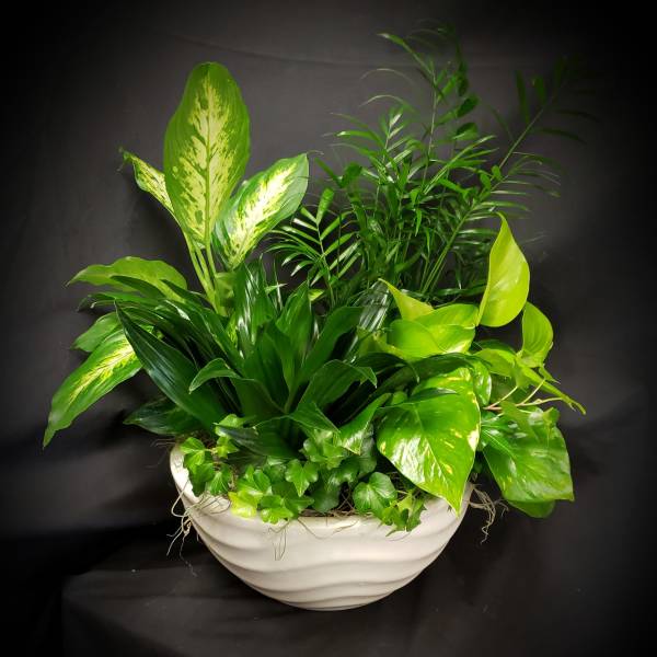 Mixed green houseplants arranged in a white bowl planter