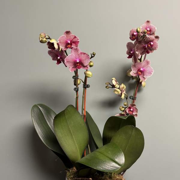 Potted pink orchids in a white ribbed planter on a metal stand