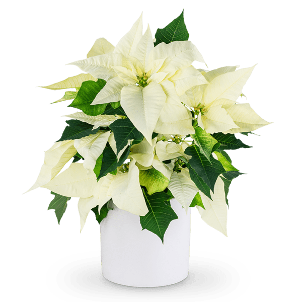 White poinsettia arrangement in a white pot
