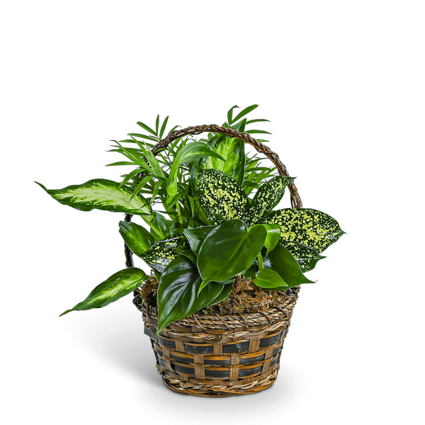 Basket of assorted green houseplants in a woven container