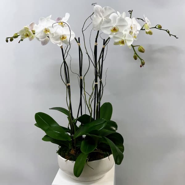 White orchid plant in a white ceramic pot