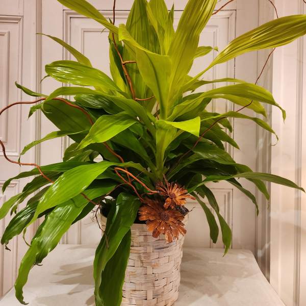 Potted green plant with long leaves in a woven basket