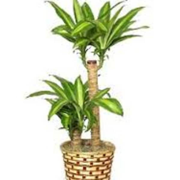 Potted dracaena plant in a woven basket planter