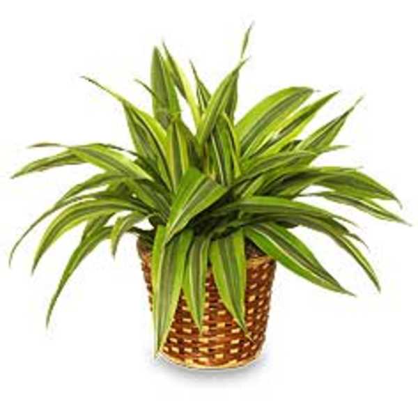 Potted green houseplant in a woven basket