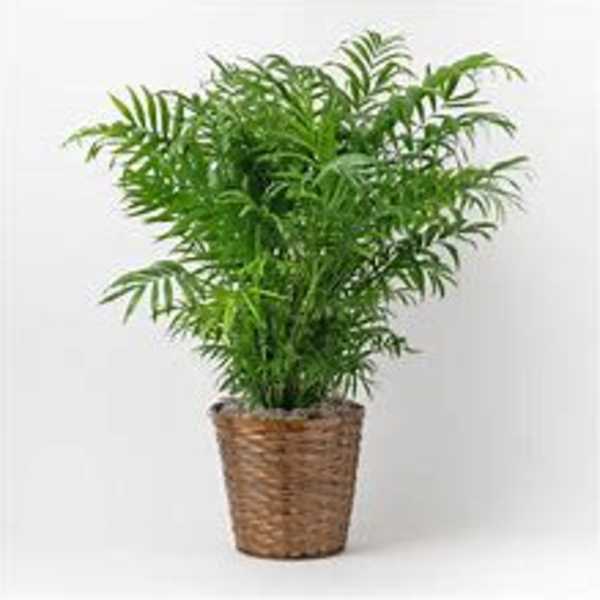 Potted green palm plant in a woven basket