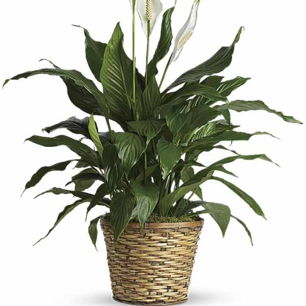 Potted peace lily with white blooms in a woven basket