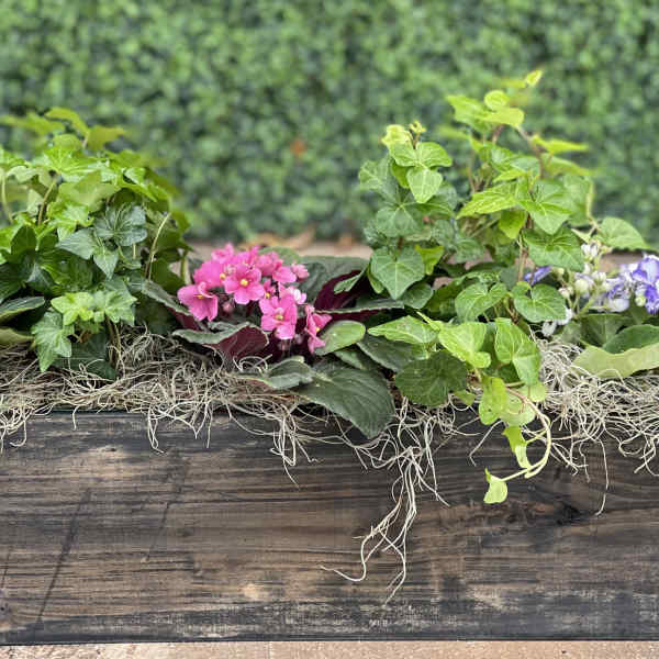 AFRICAN VIOLETS IN A BOX