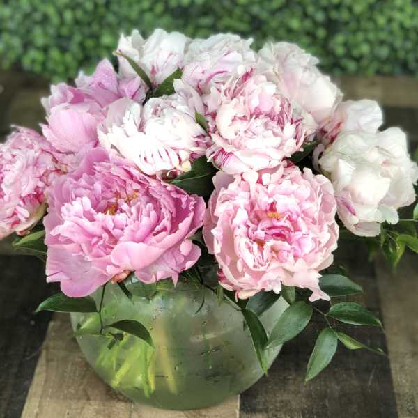 PEONIES IN A BUBBLE BOWL