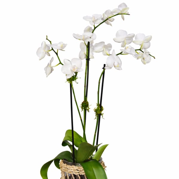 Tall white phalaenopsis orchid plant in a glass vase wrapped with a woven natural fiber sleeve