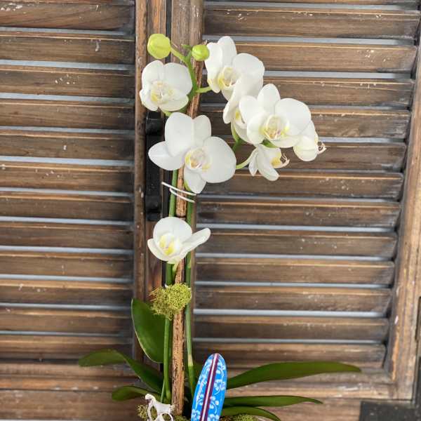 White orchid arrangement in a textured white pot with decorative accents