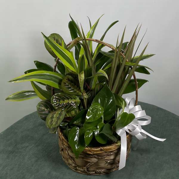Basket of assorted green houseplants with a white ribbon