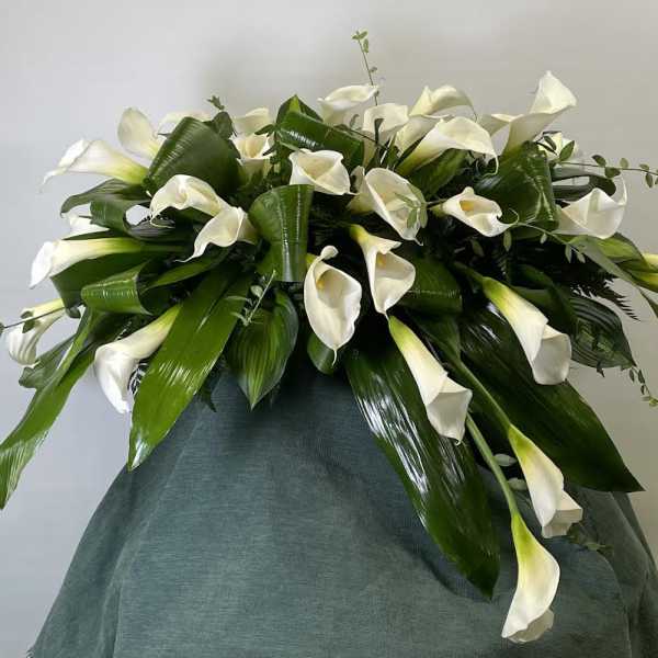 White calla lilies arranged in a large spray with glossy green leaves