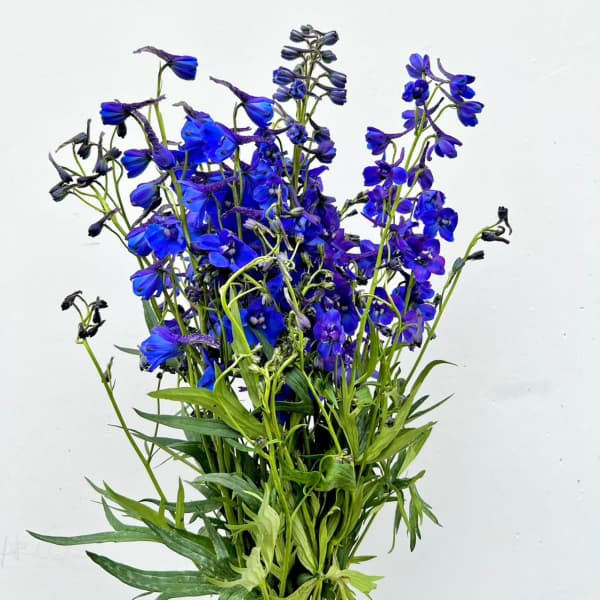 Bouquet of vivid blue-purple flowers with green stems against a white background