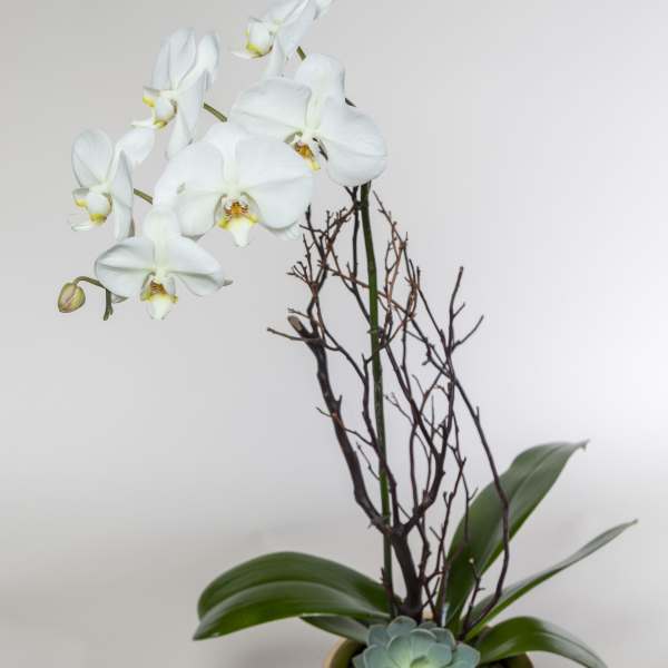 White orchid arrangement in a gray pot with a succulent accent