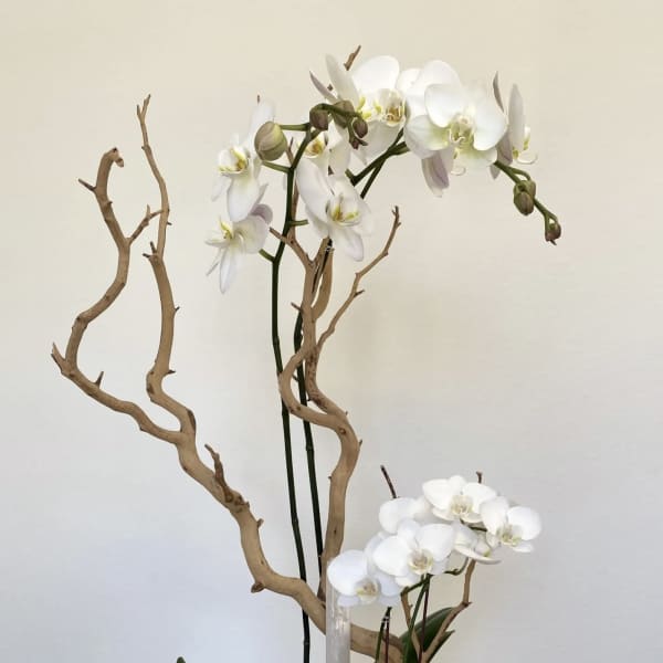 White orchids arranged in a geometric pot with decorative branches