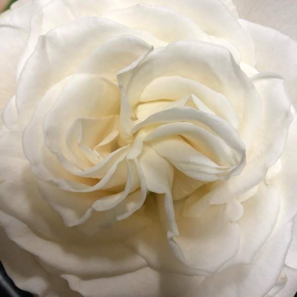 Close-up of a white rose bloom