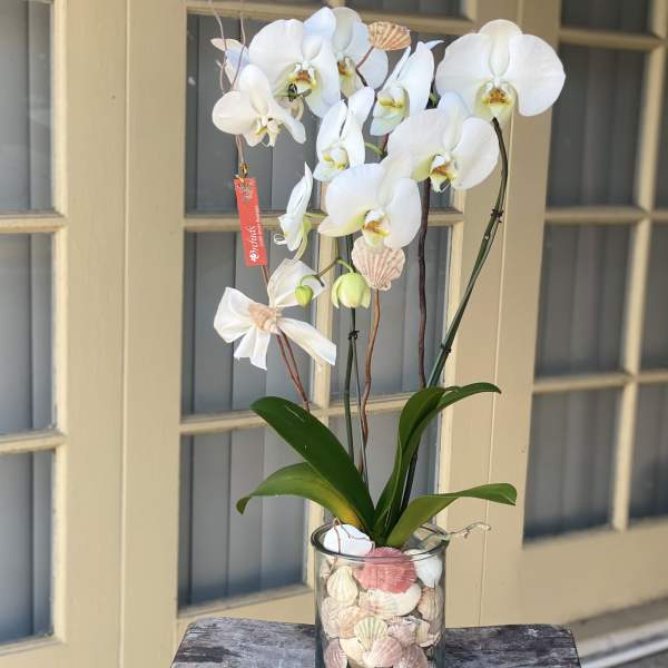 White orchids in a glass vase filled with seashells