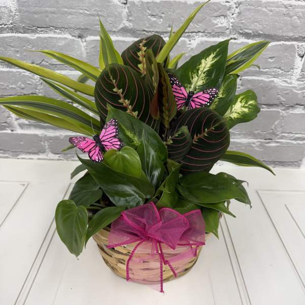 Butterfly Garden - plants may vary