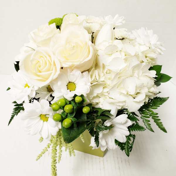 The Daylight Dreamer