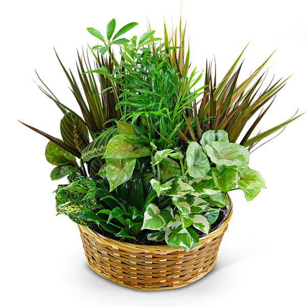 Basket of assorted green houseplants with varied leaf shapes