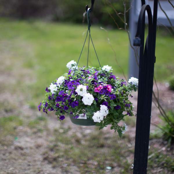 Hanging basket of purple and white flowers
