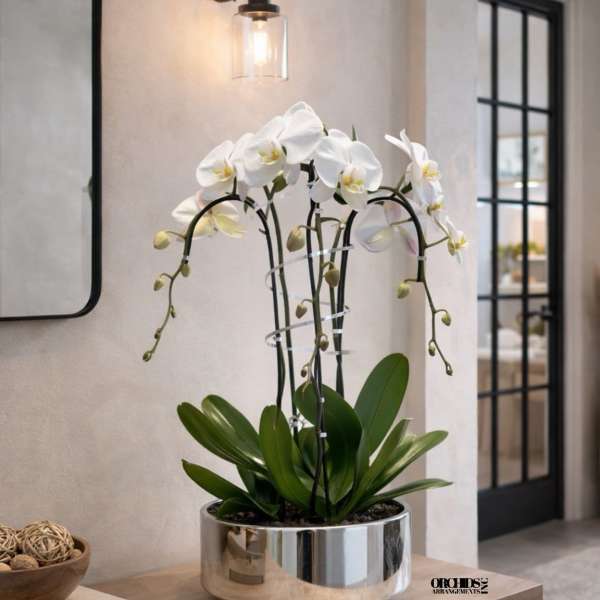 White Phalaenopsis Orchid – Chic Interior Décor