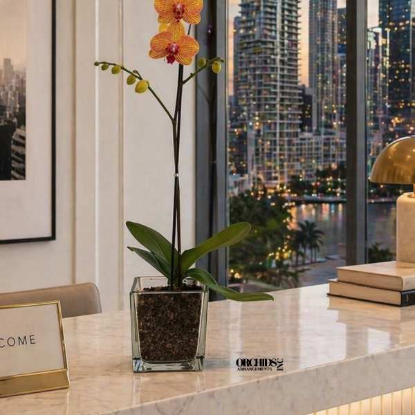 Peach Phalaenopsis Orchid – Luxury Glass Vase