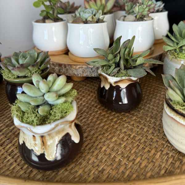 Small succulent plants in ceramic pots arranged on a tray