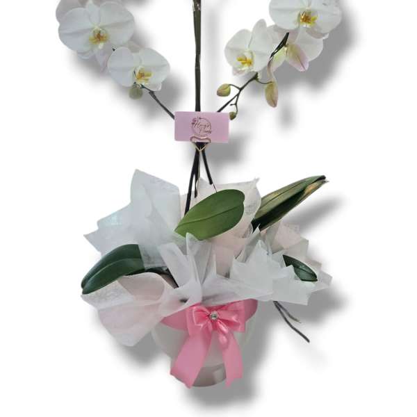 White orchid arrangement in a wrapped pot with a pink ribbon