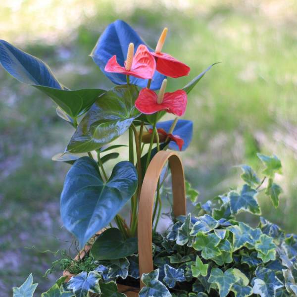 Dynamic Duo Plant Basket